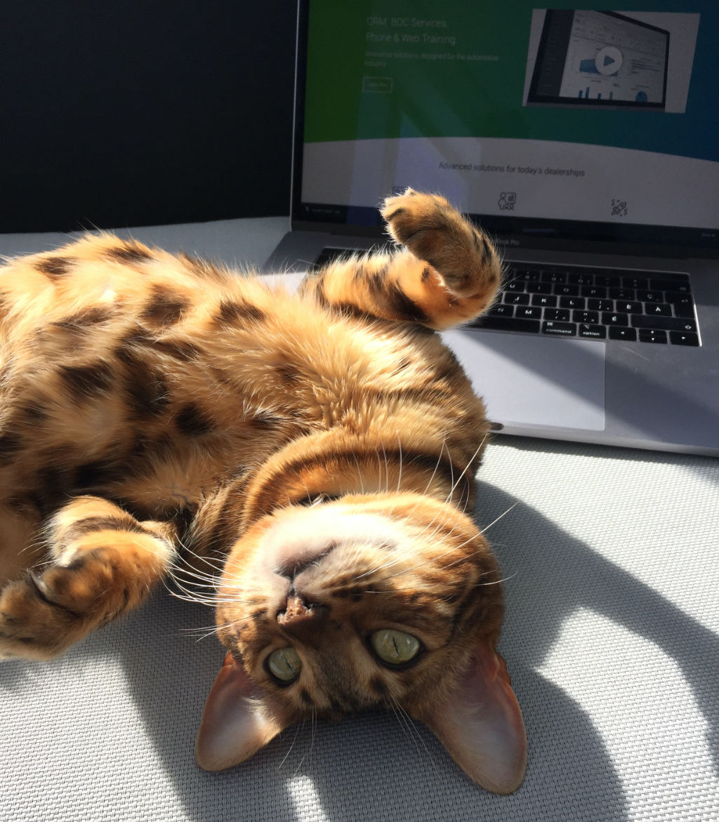 Jessica's cat enjoys remote work a bit too much !